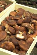 shiitake